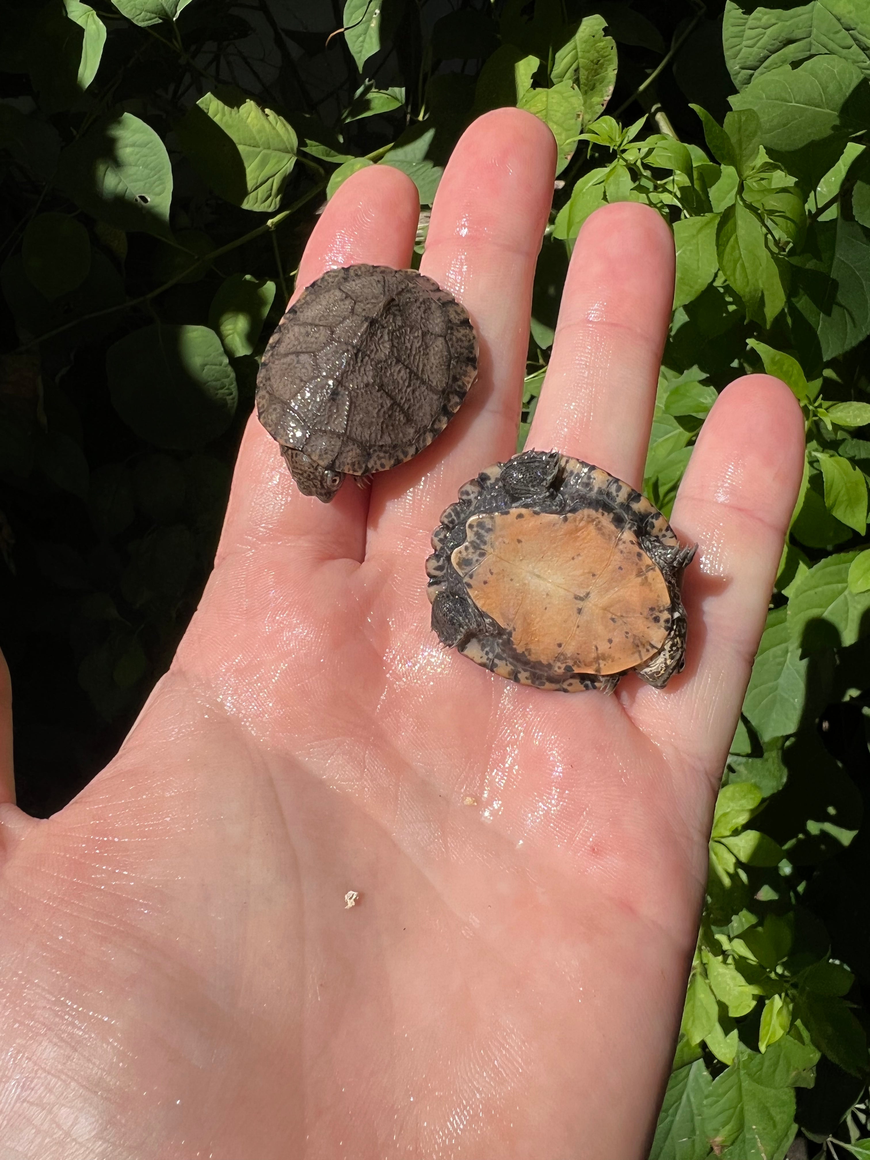 americanreptiles.com