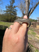 Ocellated Skink (Chalcides ocellatus ocellatus)