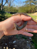 Ocellated Skink (Chalcides ocellatus ocellatus)