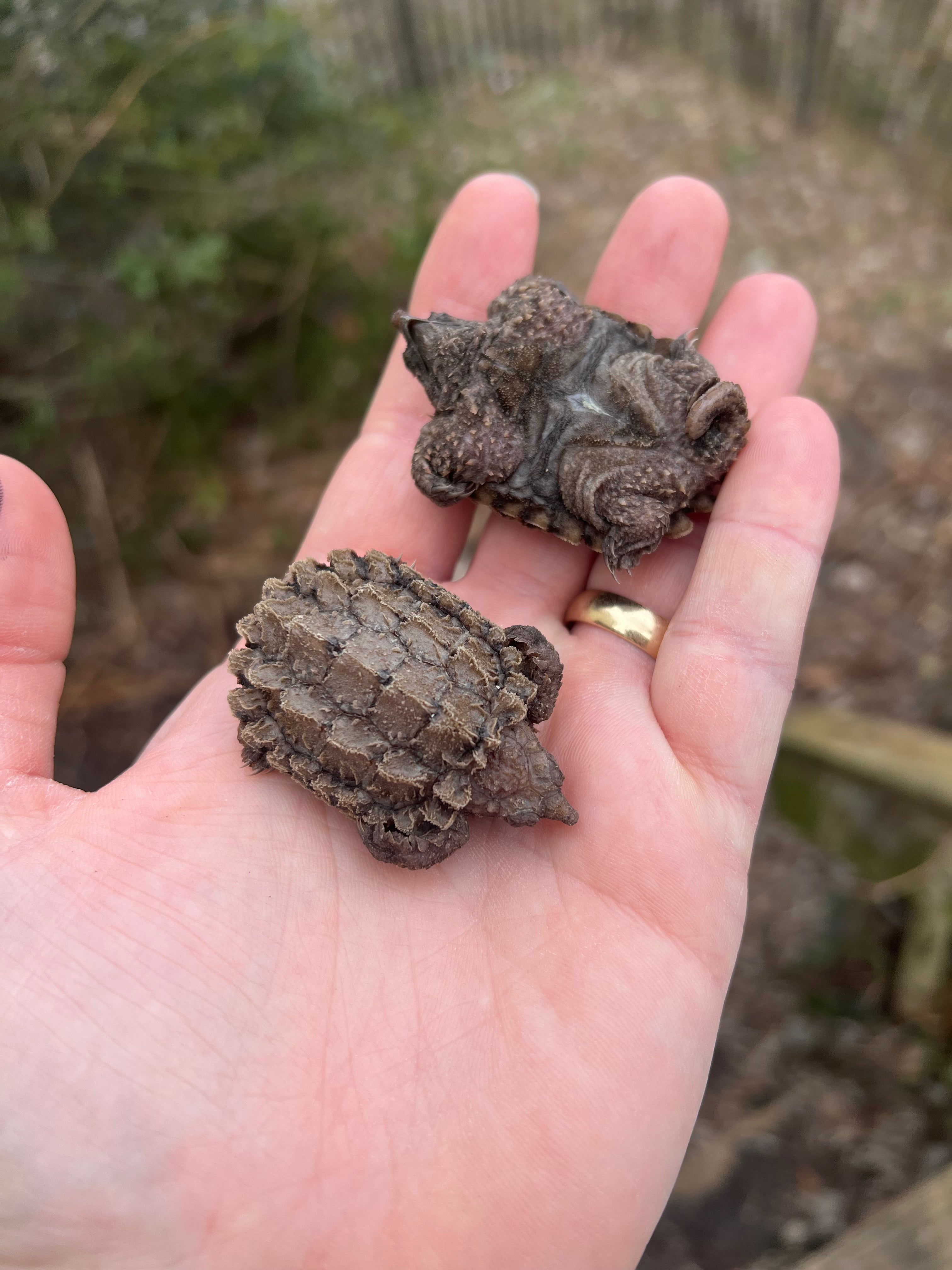 Alligator Snapping Turtles For Sale | American Reptile Distributors