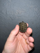 Concentric Diamondback Terrapin 2022 (Malaclemys terrapin)