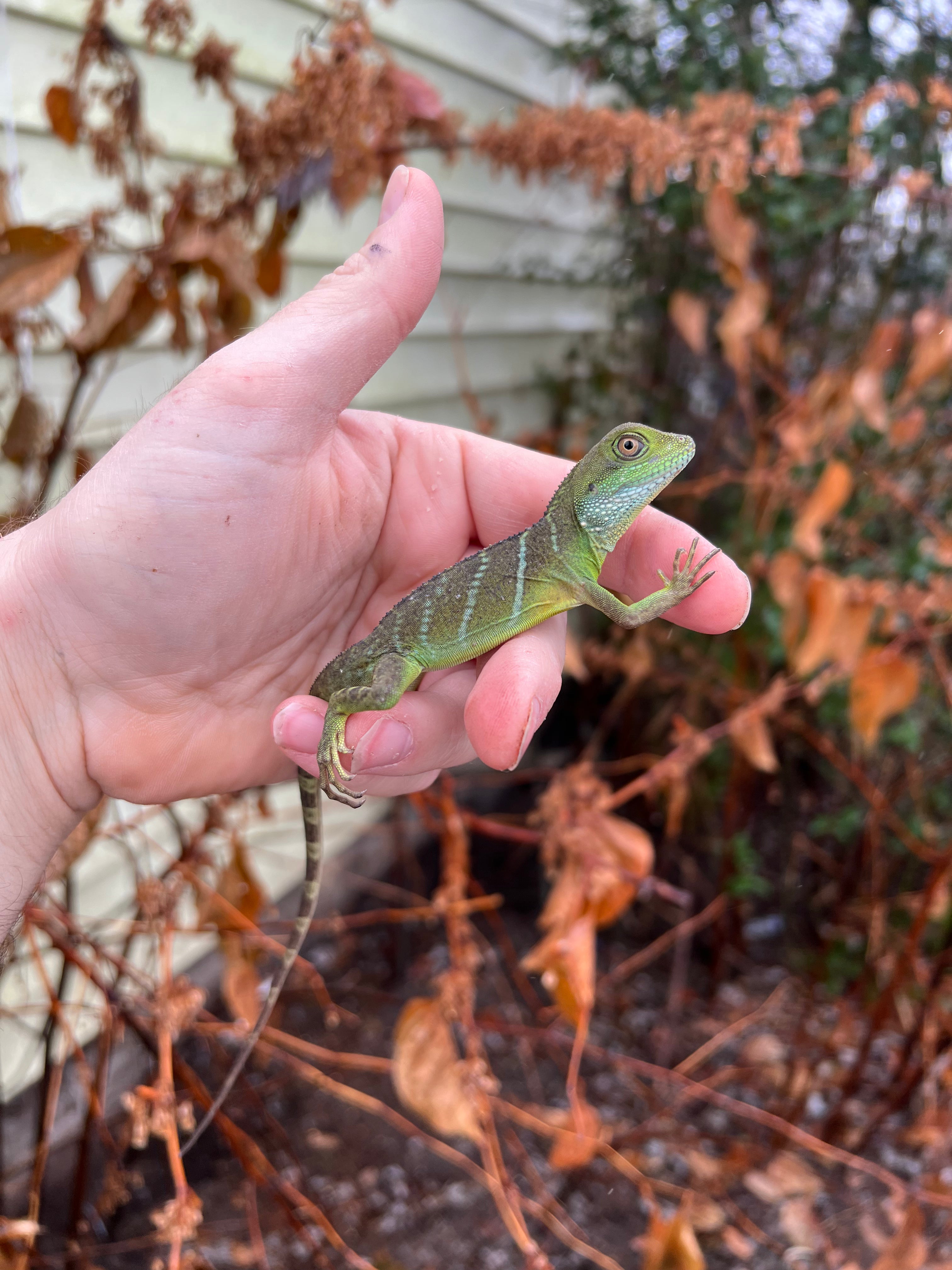 Water Dragon Lizards For Sale | American Reptile Distributors