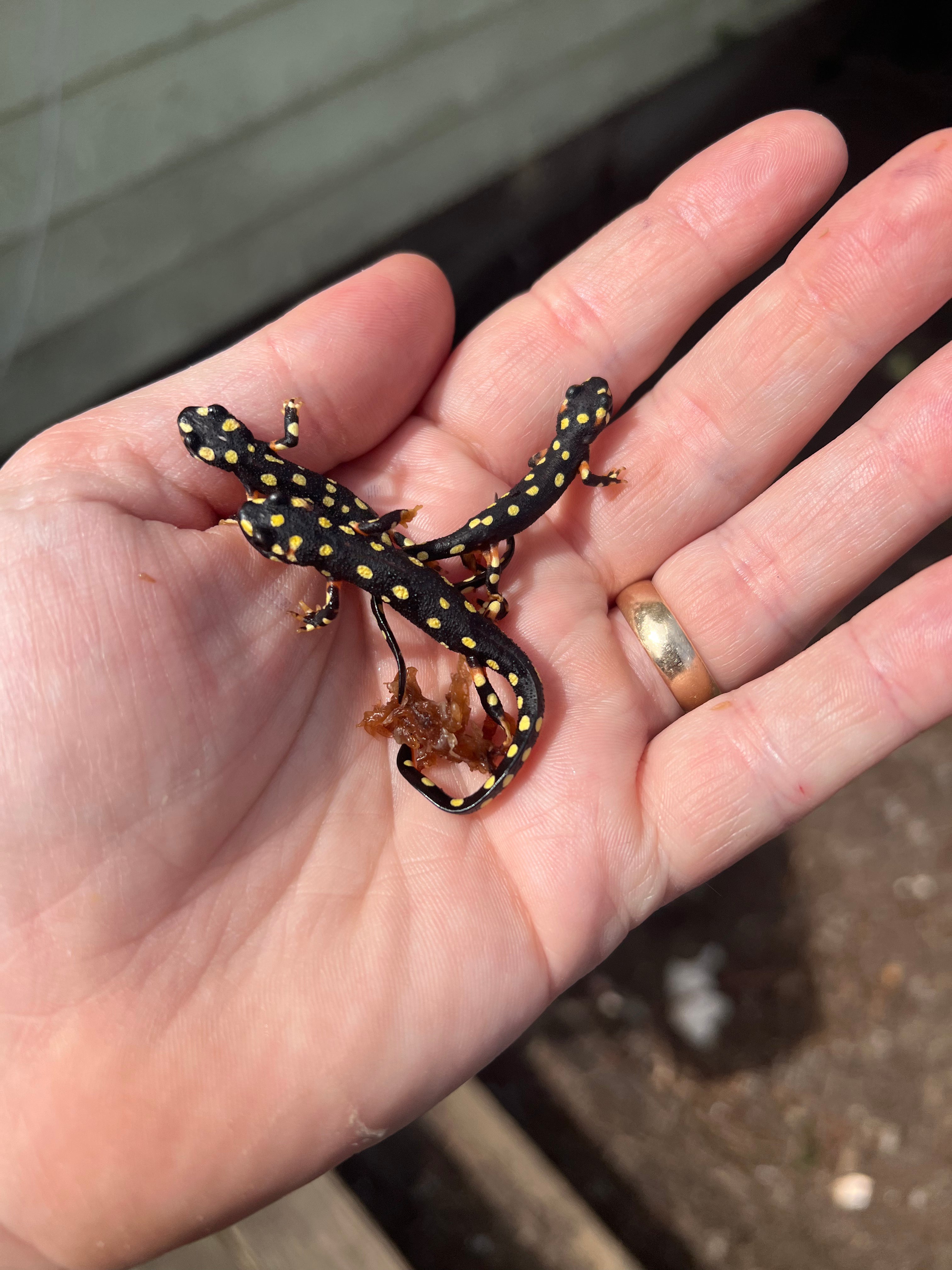 Turkish Yellow Spotted Newts For Sale | American Reptile Distributors