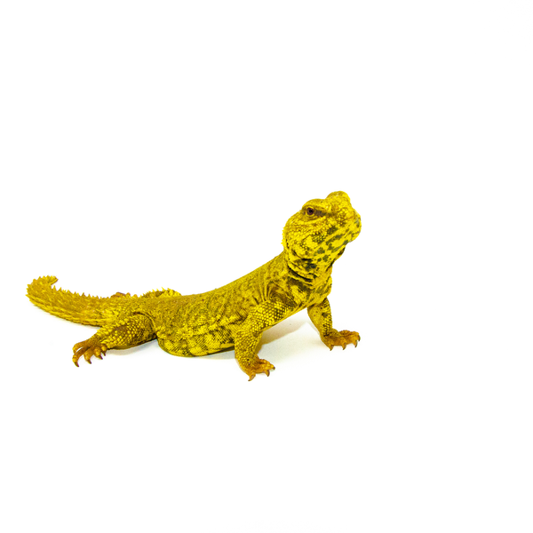 Euro mastic lizard for sale hot sale