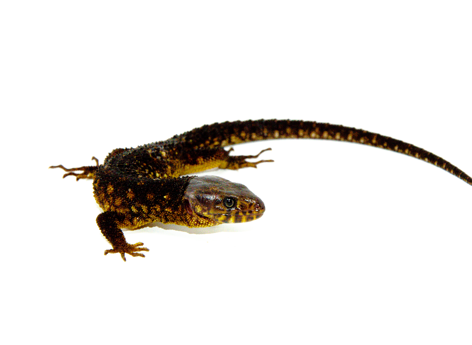 Other Exotic & Rare Lizards For Sale | American Reptile Distributors