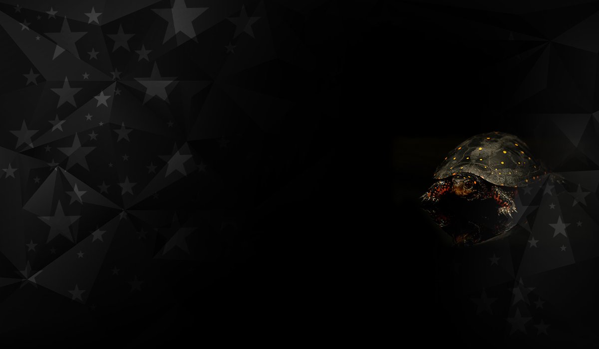 Turtles For Sale | Buy Rare Turtles Online | American Reptile ...