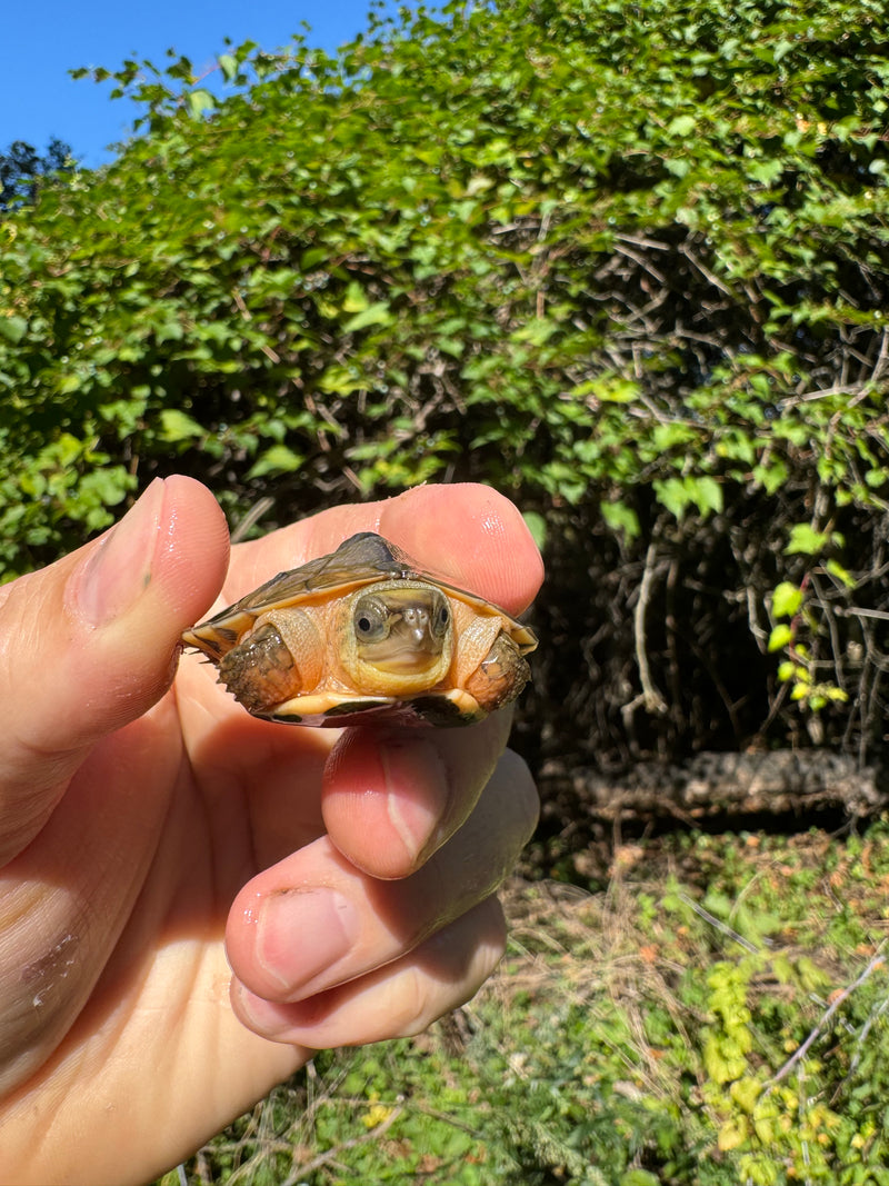 Golden Coin Box Turtle 2025