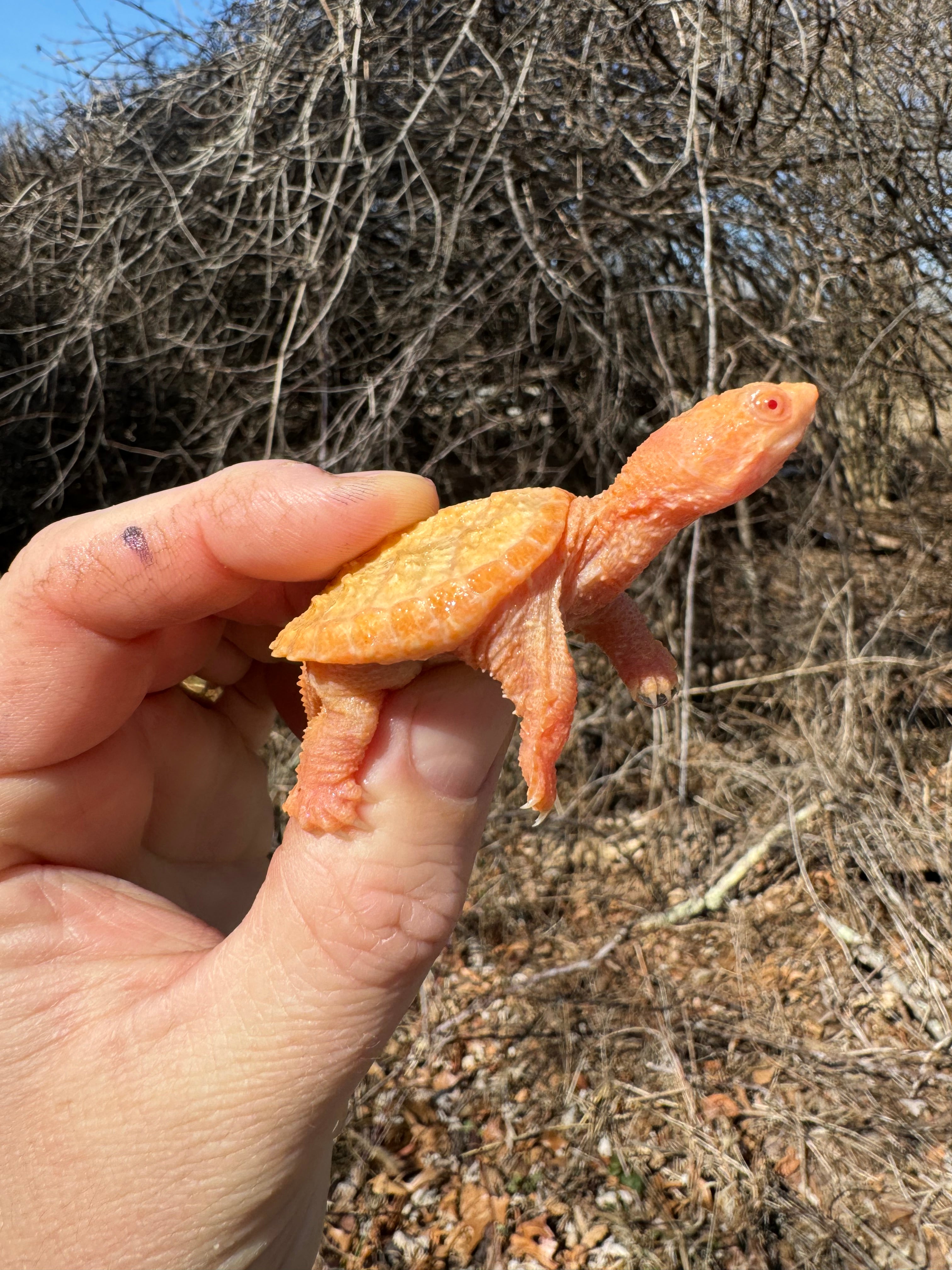 Baby Albino Common Snapping Turtles For Sale | American Reptile ...