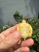 Albino Yellow Bellied Slider Turtle Babies (Trachemys scripta)