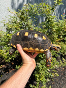 Red Foot Tortoise Adult Female