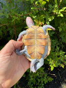 Ornate Diamondback Terrapin Male