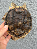Hypomelanistic Common Snapping Turtle 2024