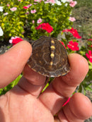 Hi Color Yellow Baby Eastern Box Turtle