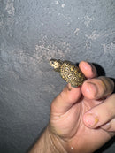 Hi White Concentric Diamondback Terrapin 2024