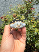 Ornate Diamondback Terrapin Female