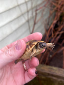 Syrian Golden Greek Tortoise 2023