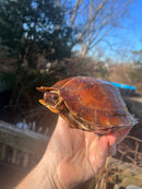 Spiny Hill Turtle Adult Pair