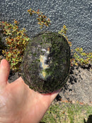 European Pond Turtle Adult Pair