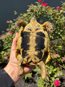 Eastern Hermann's Tortoise Adult Female