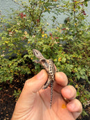 Hypomelanistic Common Snapping Turtle 2026