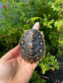 Ornate Diamondback Terrapin Male