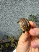 Hi Color Eastern Box Turtle Baby