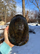 Florida Chicken Turtle CB  Adult Female