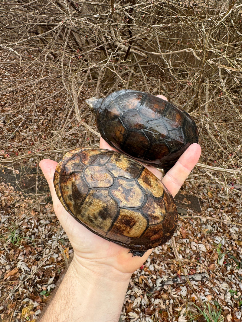 White Lipped Mud Turtle Adult Pair