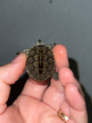Hi White Concentric Diamondback Terrapin 2023