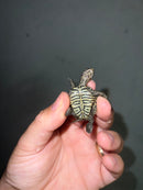 Concentric Diamondback Terrapin 2023 (Malaclemys terrapin)