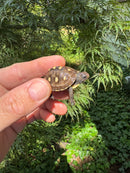 Hi Color Yellow Baby Eastern Box Turtle