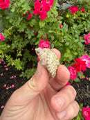 Albino Florida Snapping Turtle 2026