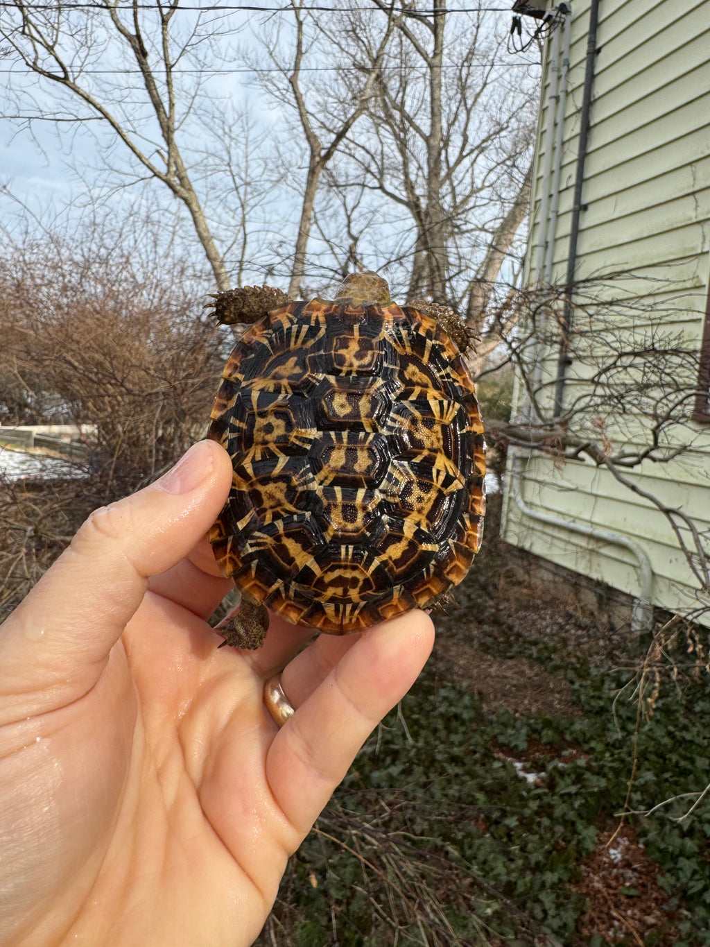 Pancake Tortoise Female #2602 (Malacochersus tornieri)
