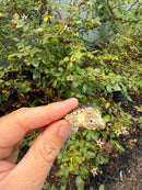 Hypomelanistic Common Snapping Turtle 2026