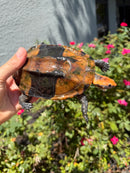Twist-necked Turtle LTC Male
