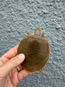 Smooth Softshell Turtle Baby Female