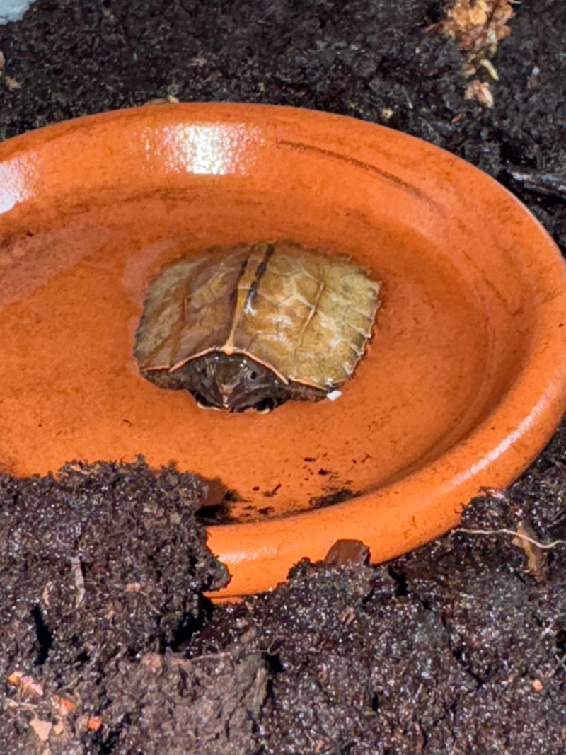 Vietnamese Black Breasted Leaf Turtle Baby 2025
