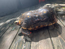 Suriname Red Foot Tortoise Adult Pair 5 (Chelonoidis carbonaria)
