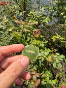 Pastel Picasso Red Eared Slider Turtle