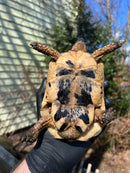 Libyan Greek Tortoise Adult Male