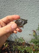 HI YELLOW Florida Box Turtle