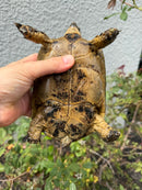 Mesopotamian Greek Tortoise Adult Female