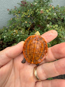 Bourret's Flowerback Box Turtle 2026