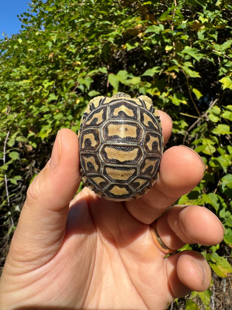 Leopard Tortoise 2024