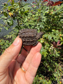 Alligator Snapping Turtle X Florida Snapping Turtle