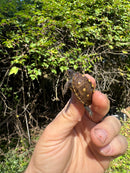 Hi Color Yellow Baby Eastern Box Turtle