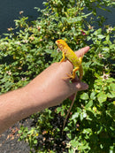 Crimson Red Albino Green Iguana 2026
