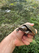 Stripe-necked Musk Turtle Adult Trio