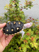 Ornate Diamondback Terrapin Female