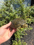 Sicilian Pond Turtle Adult Pair